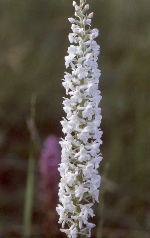 http://www.orchis.de/orchis/ai/ai00046c.jpg