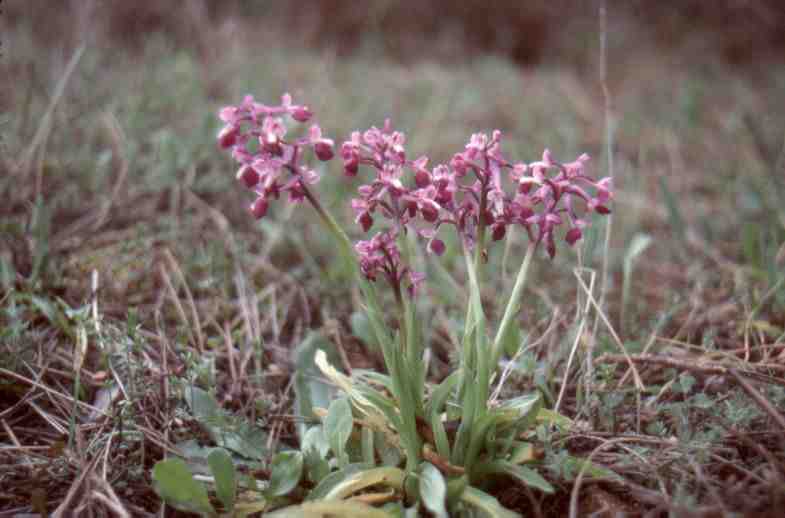 Orchis longicornu, une des Orchidées les plus abondantes de Sicile.
