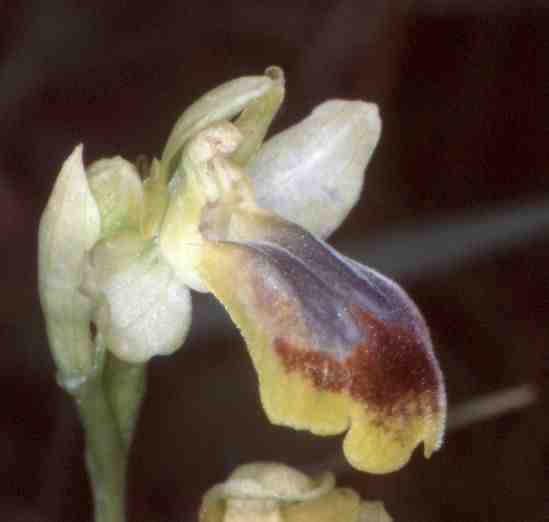 Hybride Ophrys fusca x Ophrys lutea