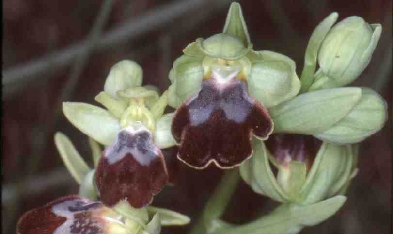 Qu'est-ce que cela signifie ? Ophrys fusca (bilunulata) et Ophrys fusca ???