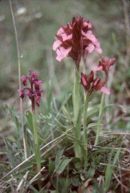 Orchis longicornu, fast schmächtig zu Orchis papilionacea grandiflora