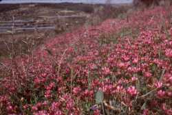 Le printemps en Sicile ressemble souvent à un océan de fleurs…