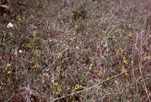 Ophrys sicula est très répandu en Sicile et forme des groupes compacts dans les stations propices.