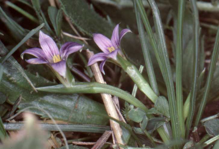 Romulea bulbocodium