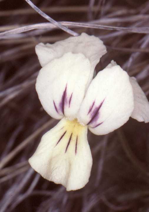 Ophrys speculum und Ophrys atrata