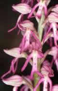 Aceras anthropophorum X Orchis militaris