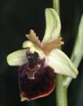 Ophrys holoserica x Ophrys sphegodes