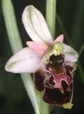 Ophrys holoserica x Ophrys sphegodes