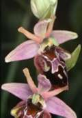 Ophrys holoserica x Ophrys sphegodes