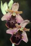 Ophrys holoserica x Ophrys sphegodes