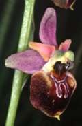 Ophrys holoserica x Ophrys sphegodes