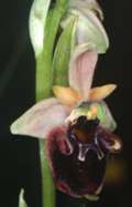 Ophrys holoserica x Ophrys sphegodes