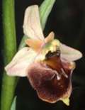 Ophrys holoserica x Ophrys sphegodes