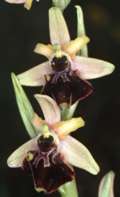 Ophrys holoserica x Ophrys sphegodes