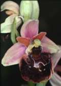 Ophrys holoserica x Ophrys sphegodes