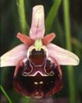 Ophrys holoserica x Ophrys sphegodes