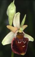 Ophrys holoserica x Ophrys sphegodes