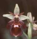 Ophrys holoserica x Ophrys insectifera