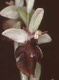 Ophrys holoserica x Ophrys insectifera