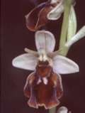 Ophrys holoserica x Ophrys insectifera