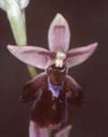 Ophrys holoserica x Ophrys insectifera