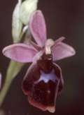 Ophrys holoserica x Ophrys insectifera