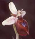 Ophrys holoserica x Ophrys insectifera