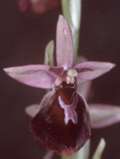 Ophrys holoserica x Ophrys insectifera