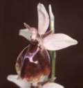 Ophrys holoserica x Ophrys insectifera