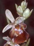 Ophrys holoserica x Ophrys insectifera