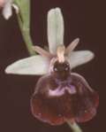 Ophrys holoserica x Ophrys insectifera