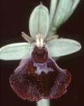 Ophrys holoserica x Ophrys insectifera