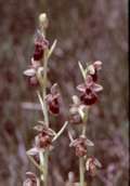 Ophrys holoserica x Ophrys insectifera