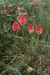 Gruppe von Nigritella corneliana