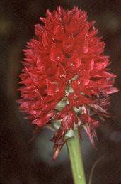 Hier könnte es sich um Nigritella corneliana ssp. bourneriasii handeln