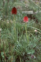 Variabilität von Nigritella corneliana