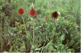 Gruppe von Nigritella corneliana