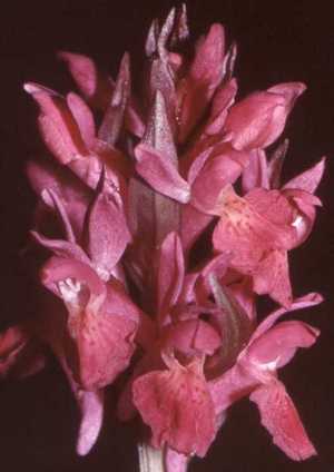 Blütenstand rot