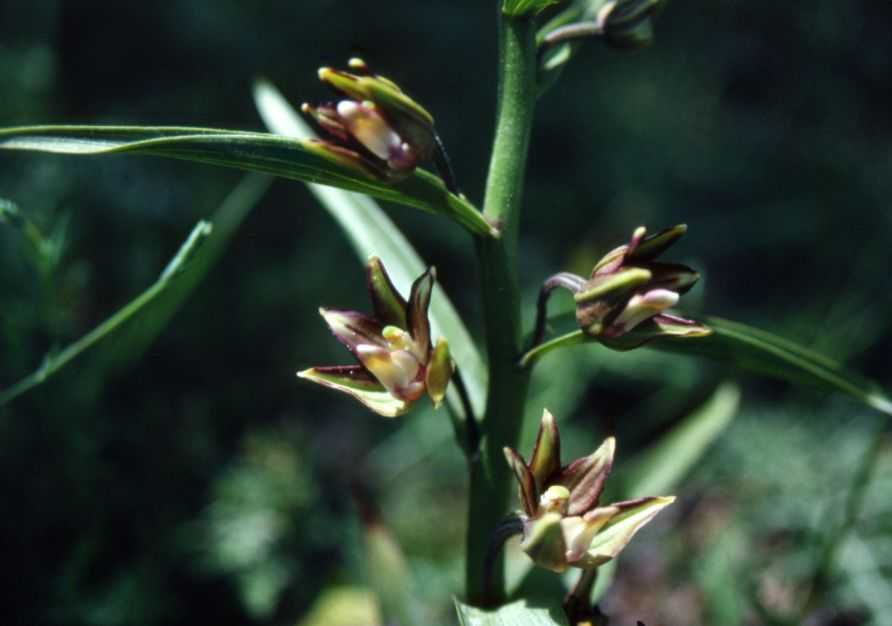 Epipactis veratrifolia