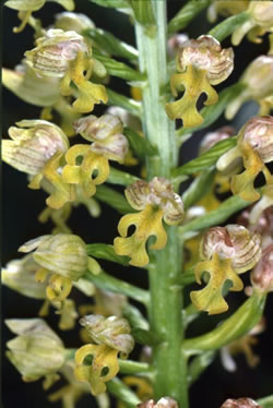 Orchis punctulata