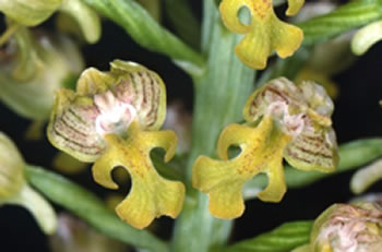 Orchis punctulata
