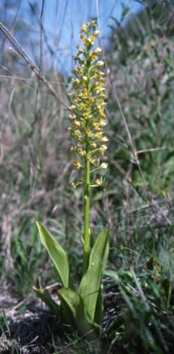 Orchis punctulata