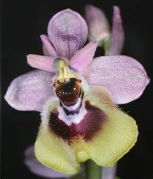 Ophrys tenthredinifera