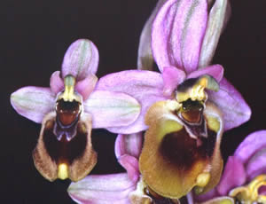 Ophrys tenthredinifera grandiflora