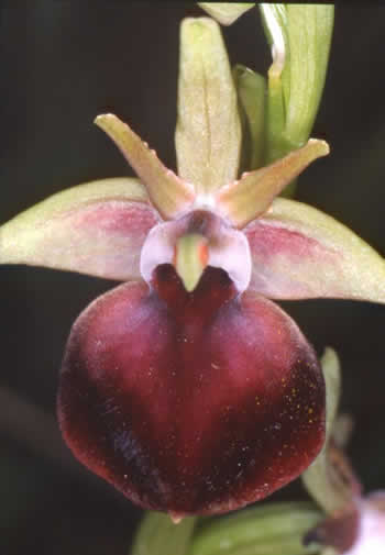 Ophrys helenae