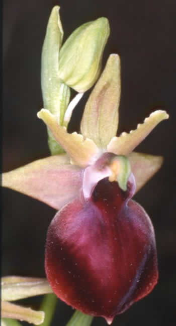 Ophrys helenae