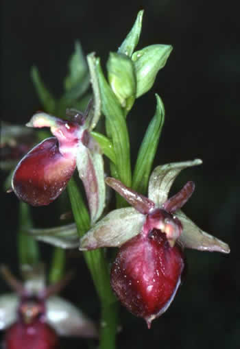 Ophrys helenae