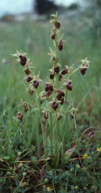 Ophrys helenae