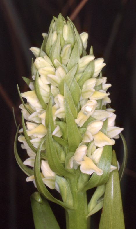Dactylorhiza ochroleuca