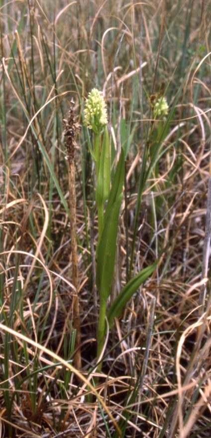 Dactylorhiza ochroleuca